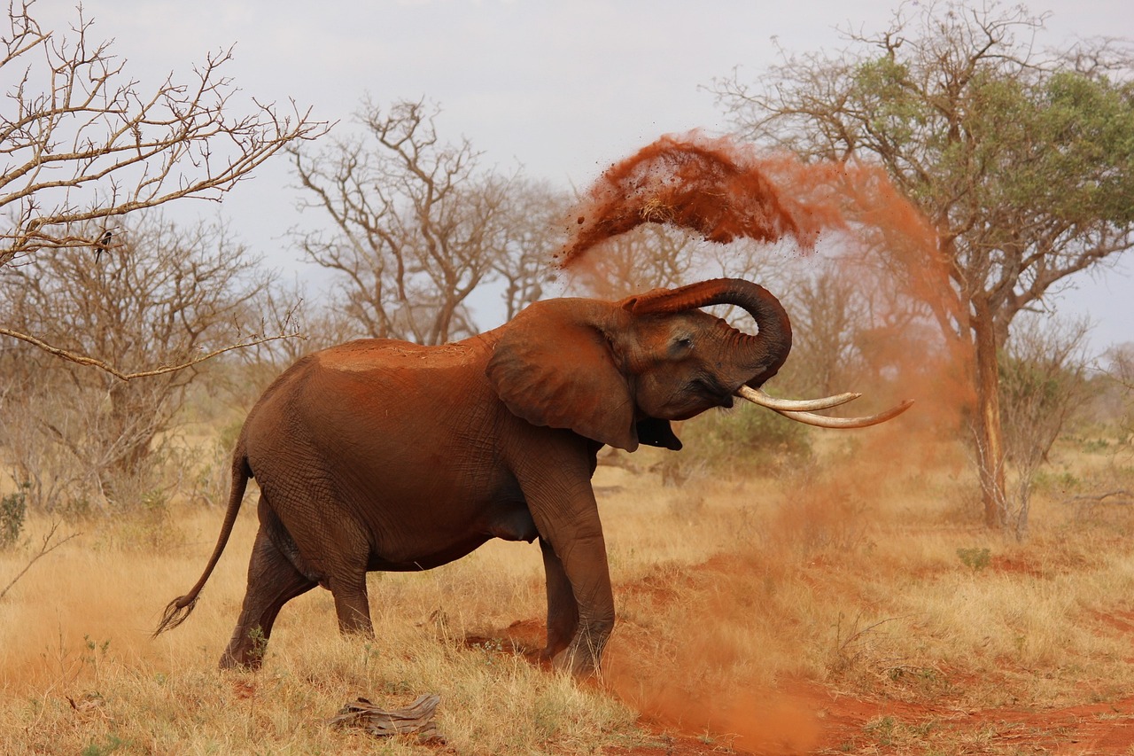 Hoe zwaar is een olifant?