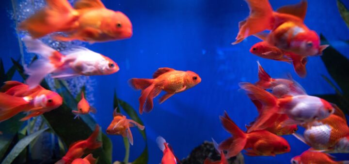 Vissen namen: Wat zijn de leukste en meest populaire visnamen?